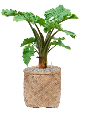 Alocasia 'Low Rider' in Bohemian Office Plant With Pot 86cm Height 37cm Dia