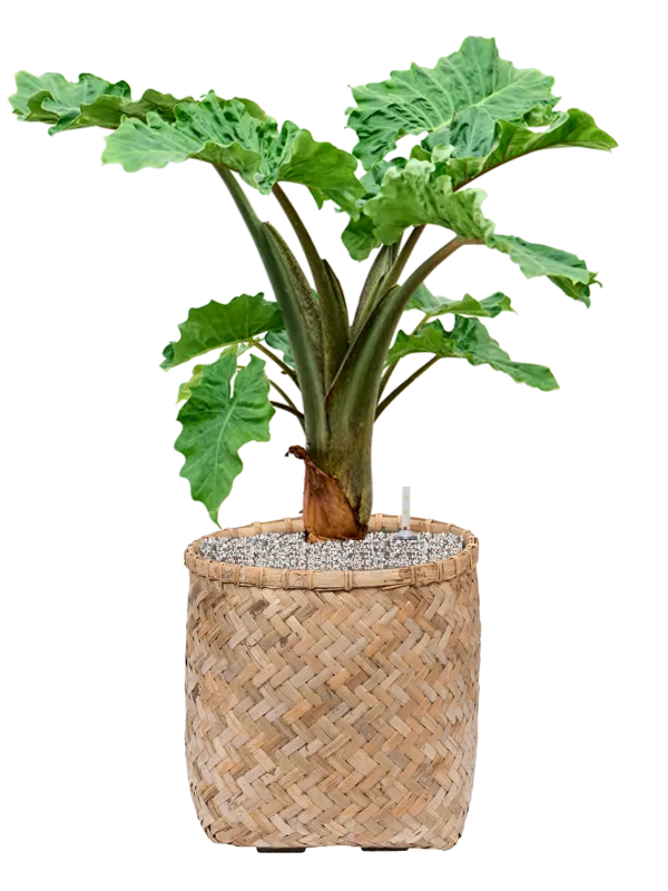 Alocasia 'Low Rider' in Bohemian Office Plant With Pot 86cm Height 37cm Dia
